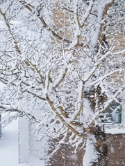 Fresh snow on the branches of a tree