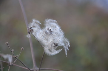 white texture from the woods