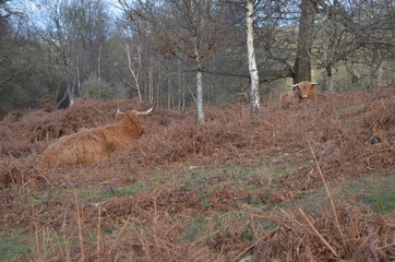 Wild cows in the woods