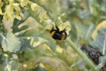 huge bee on yellow flower