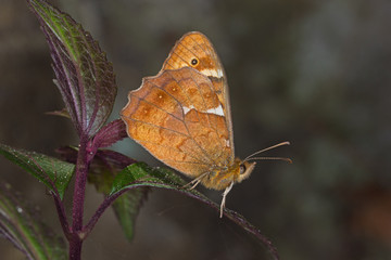 26.07.2019 ES, Kanarische Inseln, La Palma Pararge xiphioides Pararge xiphioides