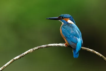 Fotobehang IJsvogel ijsvogel (alcedo atthis) in natuurlijke habitat  © Ivan