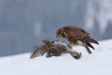 Common buzzard in winter. Common buzzard on brach. Buteo buteo