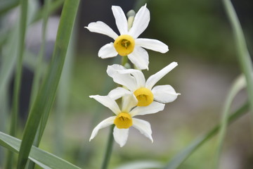 Fototapeta premium green landscape 3 cream narcissus