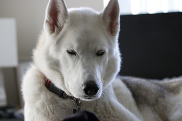 Gray Adult Siberian Husky Dog (Sibirsky husky) sleeping in his bed