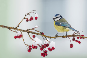 Blue tit, Parus caeruleus, single bird on red berries