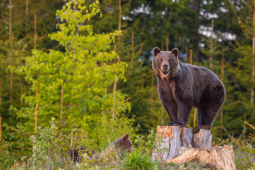 Wild Brown Bear (Ursus arctos) . Natural habitat. Slovakia