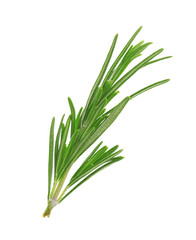 Fresh green rosemary isolated on white. Aromatic herb