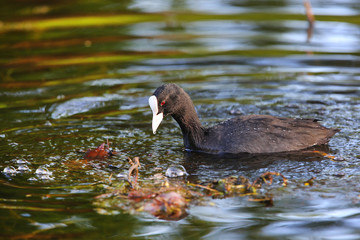 Eurasian Coot (Fulica atra)