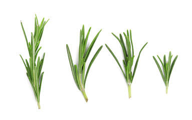 Fresh green rosemary isolated on white, top view. Aromatic herb