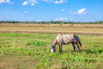 Naklejka na ściany i meble White mare standing and grazing grass in the summer