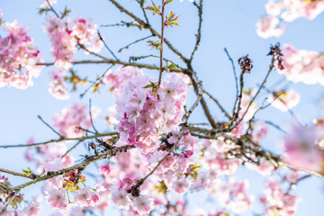 Obraz na płótnie Canvas Blossom Pink Cherry Flowers on Blue Sky Background