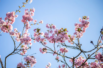 Blossom Pink Cherry Flowers on Blue Sky Background