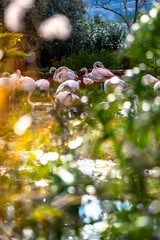 Flamingo scene