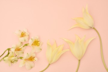 Alstroemeria and tulips, pink background