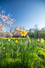 Blossom Daffodil Flower at Spring