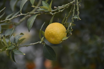 mandarin tree with fruits