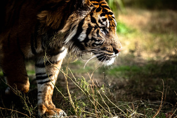Closeup portrait of a Sumatra tiger