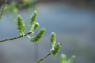 Green Catkins Against Blurry Background