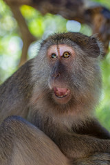 Macaque monkey in Borneo, Malaysia