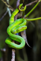 Wagler's pitviper (Tropidolaemus wagleri) in Bako national park, Borneo, Malaysia