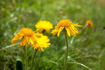 Yellow mountain flower from a green pasture of the Italian Dolomites