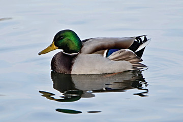 duck in the water