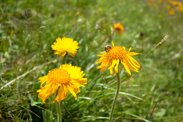 A bee over a yellow mountain flower from a green pasture of the Italian Dolomites