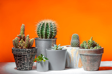 Collection of Cactus Plants on Vivid Orange Background