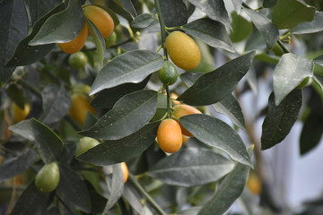 kumquats on green branch among green leaves