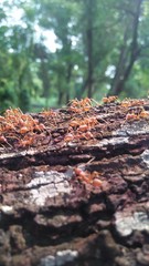 pile of firewood
