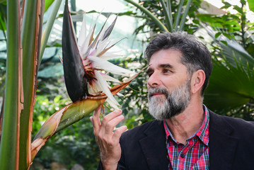 close-up portrait of happy senior man looking at Strelitzia reginae in greenhouse. Mature man with gray beard relaxing at glass garden
