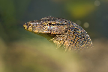Water Monitor Lizard (Varanus salvator) 