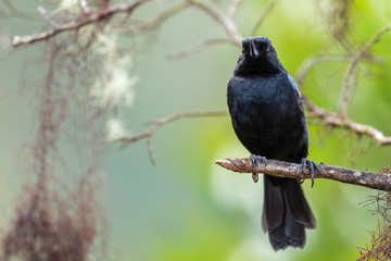 Glossy Flower-piercer - Diglossa lafresnayii, special black perching bird from western Andean slopes, Yanacocha, Ecuador.