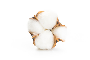 Fluffy cotton ball of cotton flower on a white background