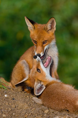 Two red fox cubs posing next to each other 