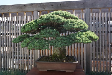 Bonsai Tree on Display at Greenhouse