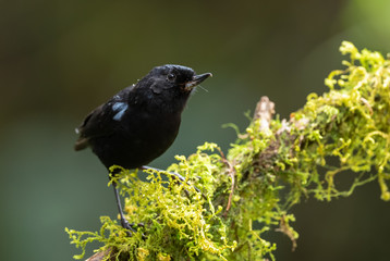 Glossy Flower-piercer - Diglossa lafresnayii, special black perching bird from western Andean slopes, Yanacocha, Ecuador.