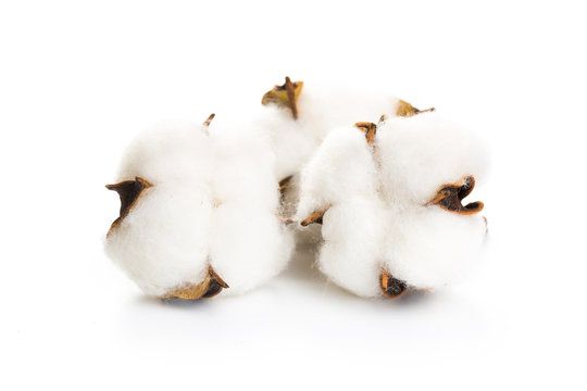 several flowers of cotton isolated on a white background