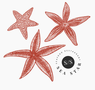 Seastars illustration set. Hand drawn vector marine animals illustrations. Engraved style sea stars. Retro mollusk image.
