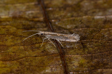 21.12.2019 DE, NRW, Leverkusen Kohlschabe Plutella xylostella (LINNAEUS, 1758)