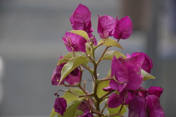a bougainvillea with wonderful pink leaves