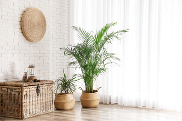 Beautiful green potted plants in stylish room interior. Space for text