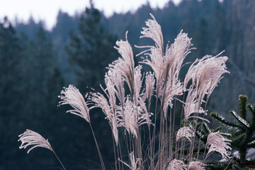 Fountain grass in the Oregon countryside