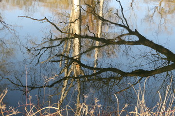 Spiegelung der Winterbäume in der blauen Amper