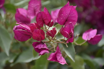 a bougainvillea with wonderful pink leaves