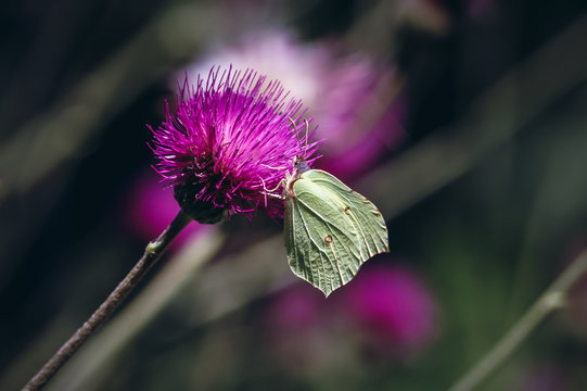 Common brimstone butterfly sits on Cirsium tuberosum plant commonly known as Tuberous Thistle plant
