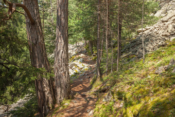 Inside a typical forest of the Italian Alps long a mountain path