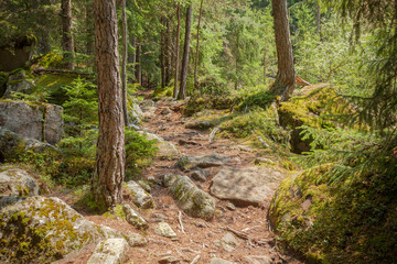 Inside a typical forest of the Italian Alps long a mountain path