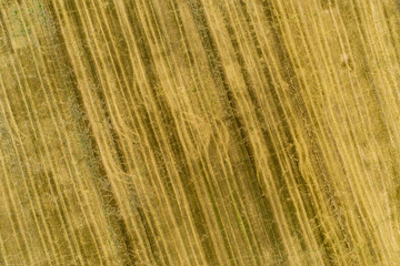 View of a wheaten field.